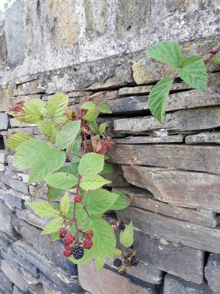 Wall