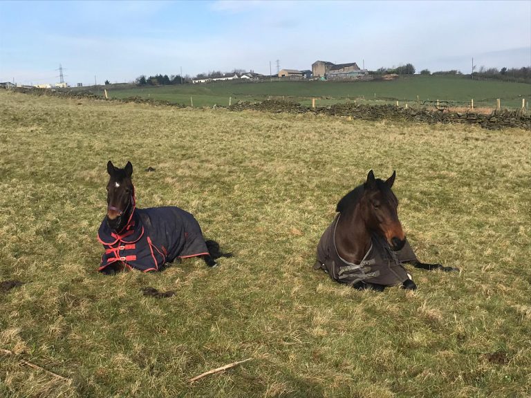 Horses