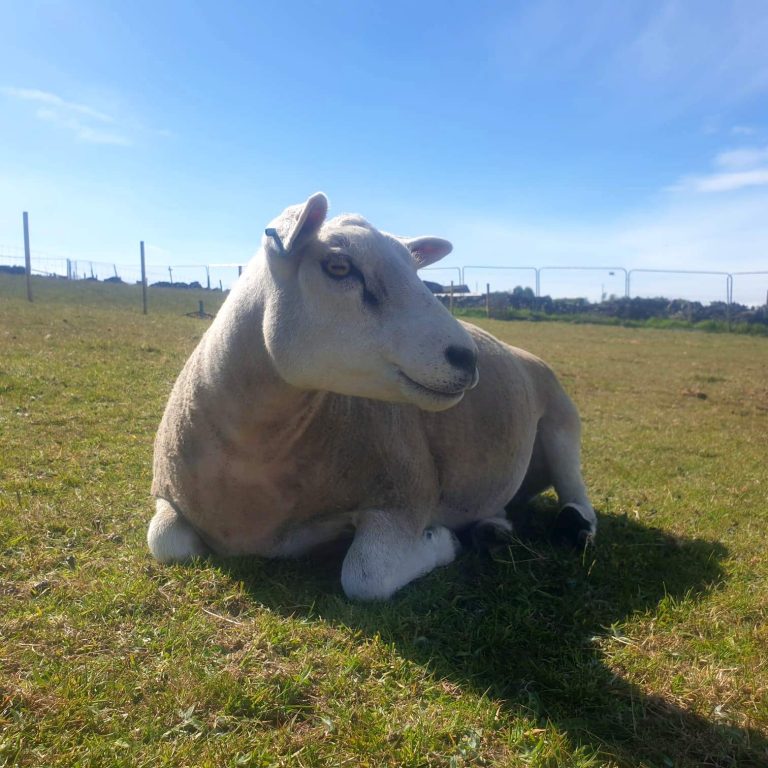 Sheeps