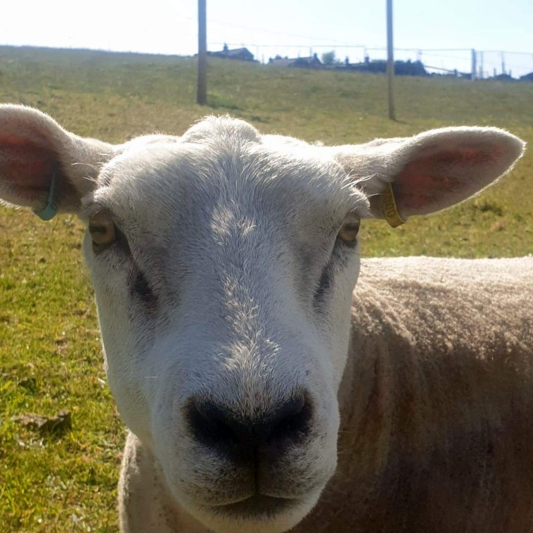Sheep